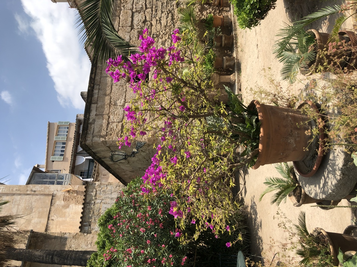 Palma