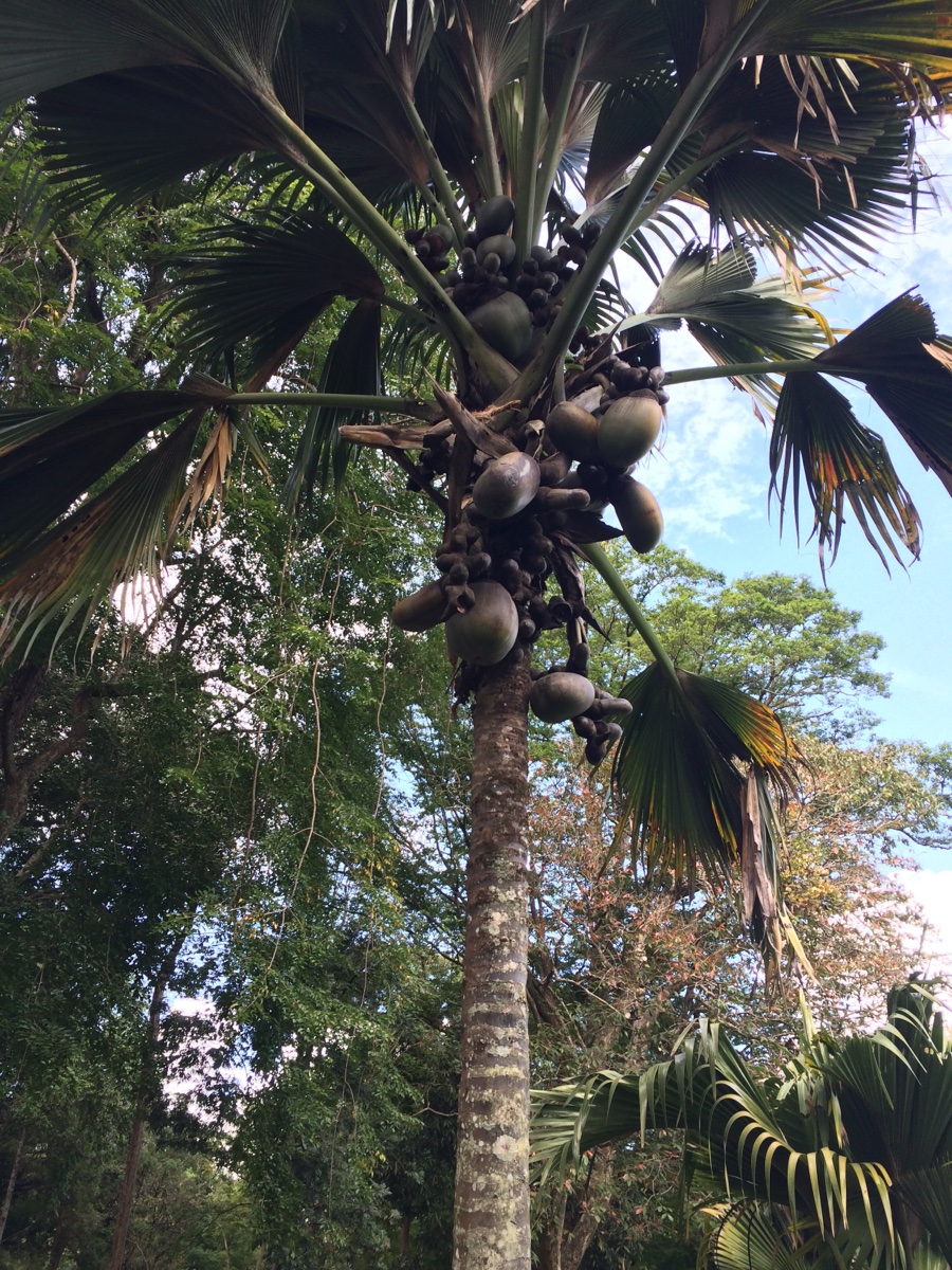 Peradeniya